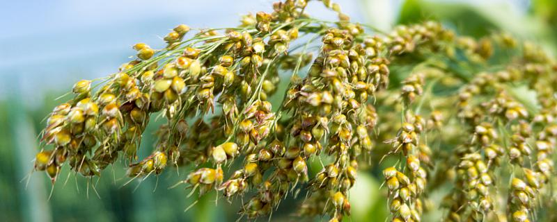 梦到高粱熟了是什么意思？梦到高粱熟了预示着什么